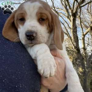 Gunner, Beagle Puppy