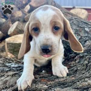 Gunner, Beagle Puppy
