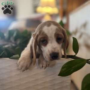 Gunner, Beagle Puppy