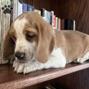 Gunner, Beagle Puppy