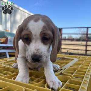 Gunner, Beagle Puppy