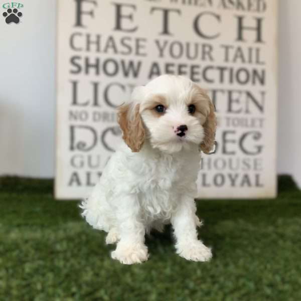 Dicky, Cavapoo Puppy