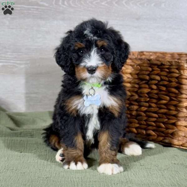 Bailey, Bernedoodle Puppy