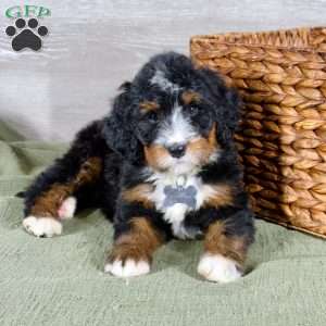 Bailey, Bernedoodle Puppy