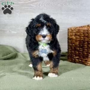 Bailey, Bernedoodle Puppy