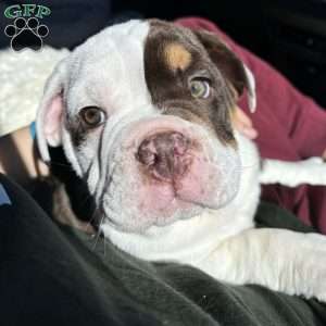 Beanie, English Bulldog Puppy