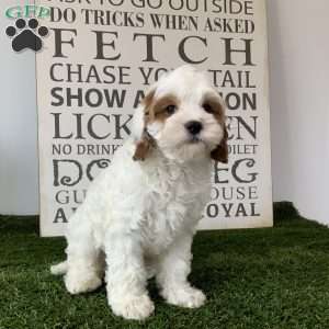 Demie, Cavapoo Puppy