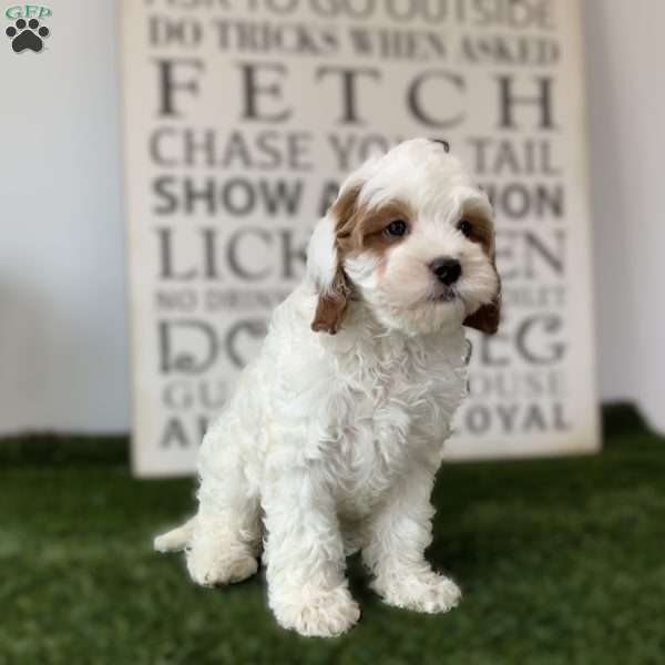 Demie, Cavapoo Puppy