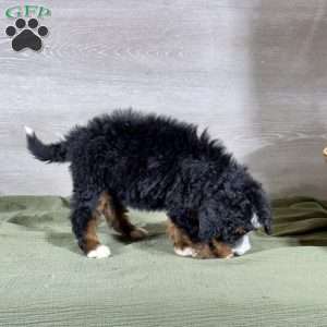 Bailey, Bernedoodle Puppy