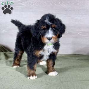 Bailey, Bernedoodle Puppy