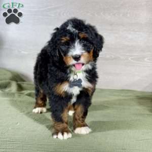 Bailey, Bernedoodle Puppy