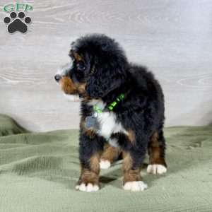 Bailey, Bernedoodle Puppy