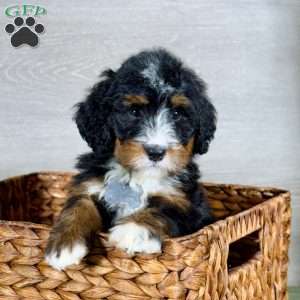 Bailey, Bernedoodle Puppy