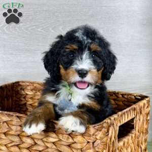 Bailey, Bernedoodle Puppy