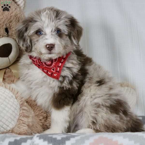 Enzo, Mini Aussiedoodle Puppy