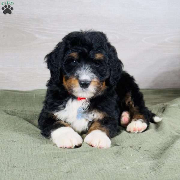 Bear, Bernedoodle Puppy