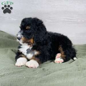 Bear, Bernedoodle Puppy