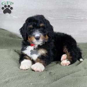 Bear, Bernedoodle Puppy