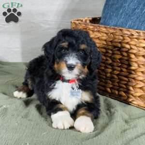 Bear, Bernedoodle Puppy