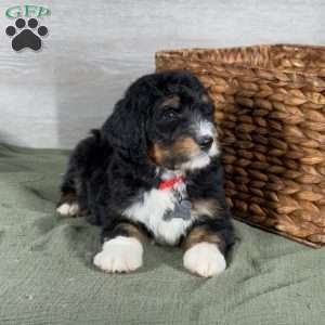 Bear, Bernedoodle Puppy