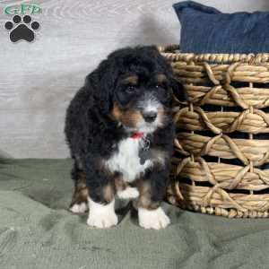 Bear, Bernedoodle Puppy