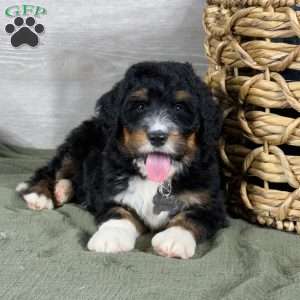 Bear, Bernedoodle Puppy