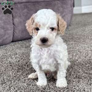 Chase – Mini F1b, Cockapoo Puppy