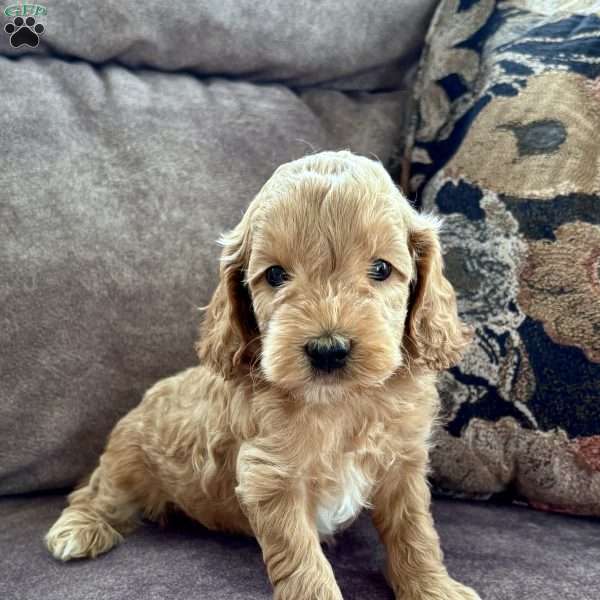 Maverick – Mini F1b, Cockapoo Puppy