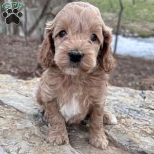Maverick – Mini F1b, Cockapoo Puppy