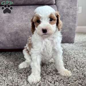 Chloe – Mini F1b, Cockapoo Puppy