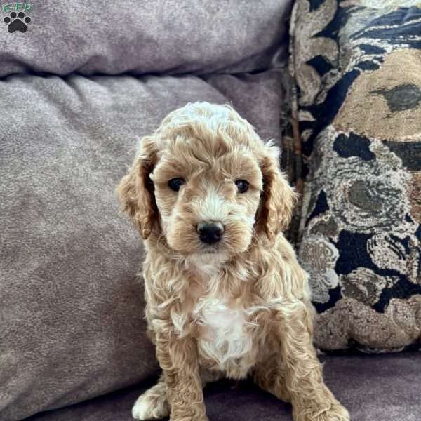 Sienna – Mini F1b, Cockapoo Puppy