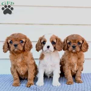 Marshmallow Creme, Cavalier King Charles Spaniel Puppy