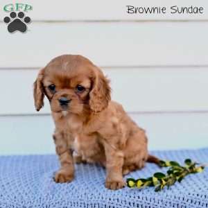 Brownie Sundae, Cavalier King Charles Spaniel Puppy