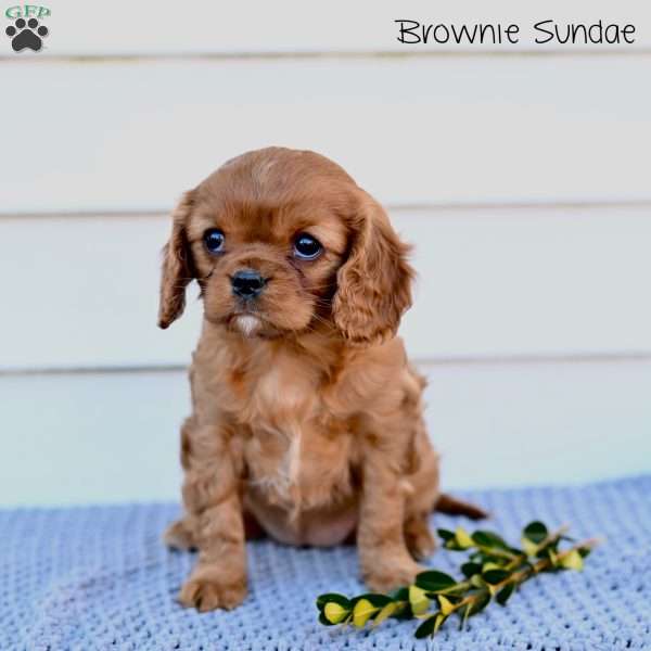 Brownie Sundae, Cavalier King Charles Spaniel Puppy