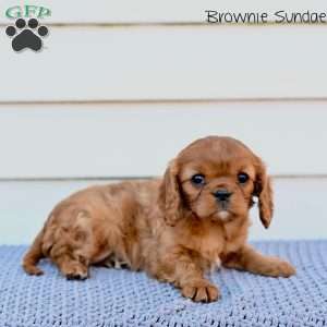 Brownie Sundae, Cavalier King Charles Spaniel Puppy