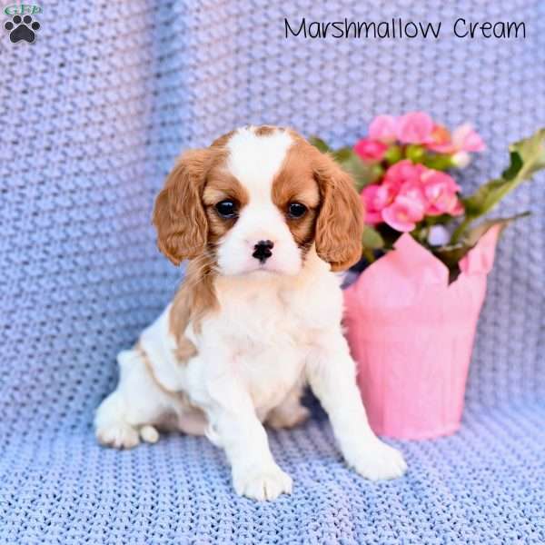 Marshmallow Creme, Cavalier King Charles Spaniel Puppy