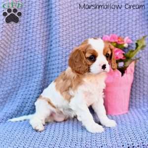 Marshmallow Creme, Cavalier King Charles Spaniel Puppy