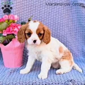 Marshmallow Creme, Cavalier King Charles Spaniel Puppy