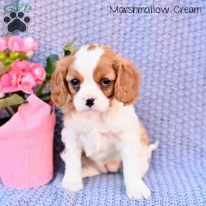 Marshmallow Creme, Cavalier King Charles Spaniel Puppy