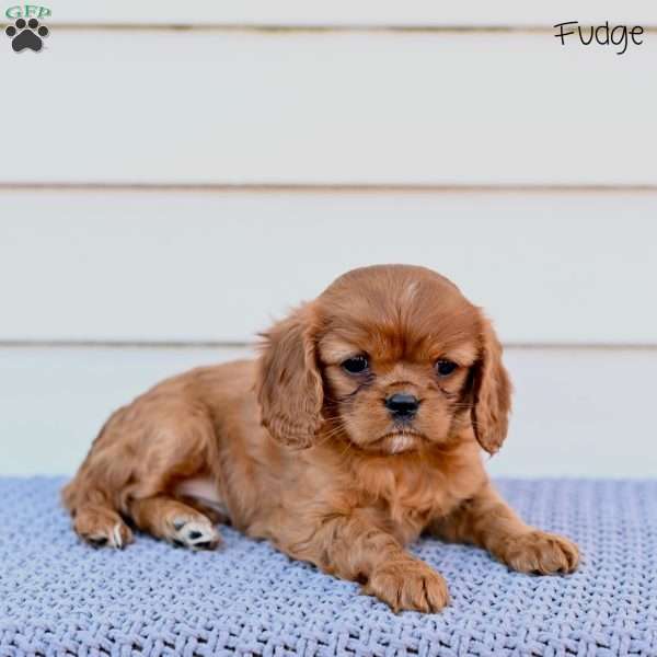 Fudge, Cavalier King Charles Spaniel Puppy