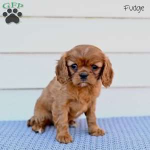 Fudge, Cavalier King Charles Spaniel Puppy