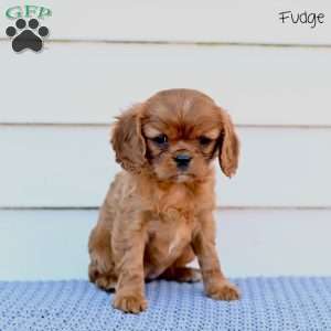 Fudge, Cavalier King Charles Spaniel Puppy