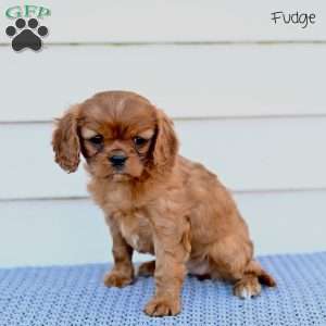 Fudge, Cavalier King Charles Spaniel Puppy