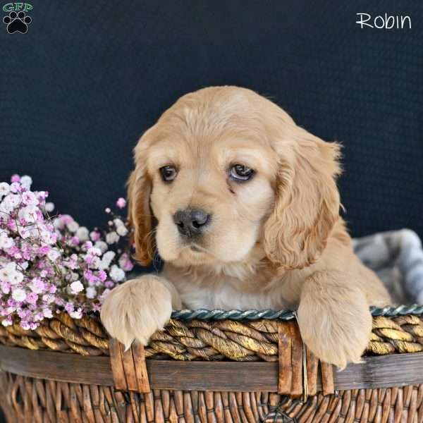 Robin, Cocker Spaniel Puppy