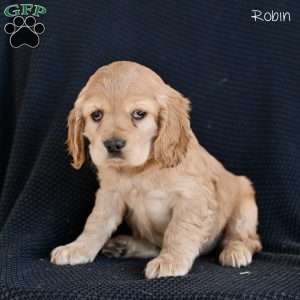 Robin, Cocker Spaniel Puppy