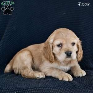 Robin, Cocker Spaniel Puppy