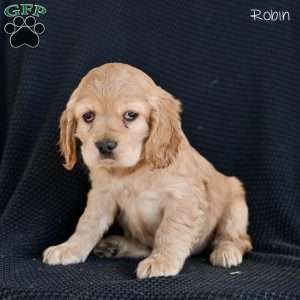 Robin, Cocker Spaniel Puppy