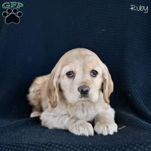 Ruby, Cocker Spaniel Puppy