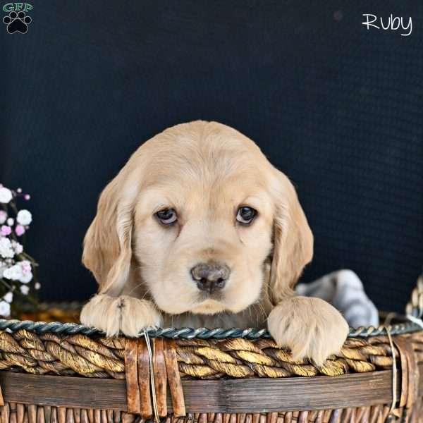 Ruby, Cocker Spaniel Puppy