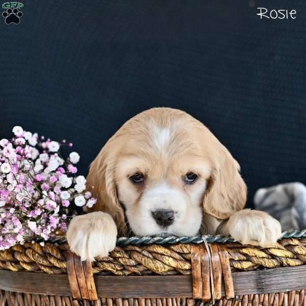 Rosie, Cocker Spaniel Puppy